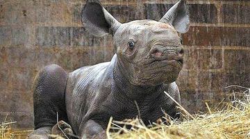 Рідкісному носорогу дали ім’я української столиці