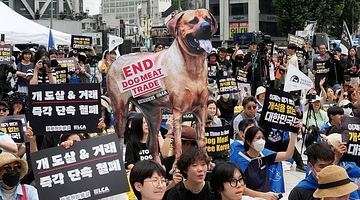 Захисники прав тварин, що виступають за заборону споживання собачого м’яса, на демонстрації у південнокорейській столиці Сеулі. Фото AP.