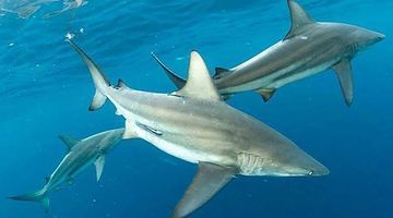 У Карибському морі живуть ненажерливі акули багатьох видів. Фото floridasharkdiving.com