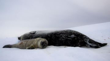 Тюлені разом із малечею. Фото Національного антарктичного наукового центру