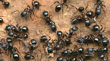 На Землі є понад 15 700 названих видів і підвидів мурах. Фото із мережі