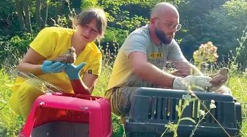 Акція з порятунку боривітрів. Скріншот відео і фото соцмереж