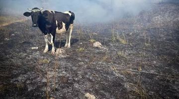 На Львівщині за добу зафіксували понад 40 пожеж сухостою