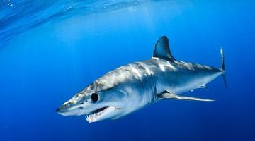 Блакитна акула, що сягає 2,5 метра завдовжки, може нападати на людей. Фото ЕРА