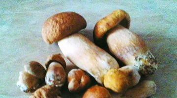 Білим грибам потрібне липневе тепло та «запарки» після дощу