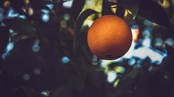 Шкірка апельсина містить велику кількість ефірної олії і гірких речовин. Фото pexels