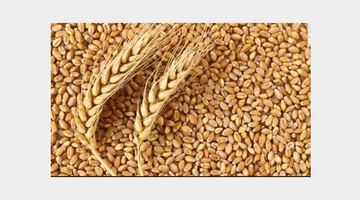 Потрібно 3-5 тижнів підготовки для вивезення зерна з України, - речник Ердогана