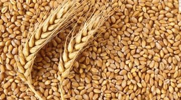 Зеленський: росія хоче продати зерно, яке вкрала в Україні