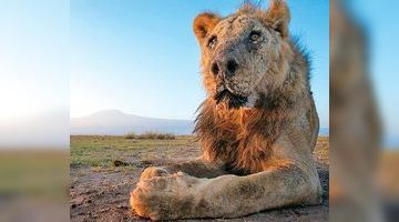 Найстаріший лев Африки