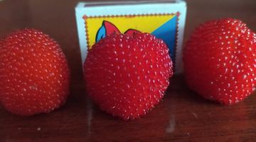 Екзотичні ягоди за розміром перевершують традиційну малину. Фото Степана ВИВІРКИ