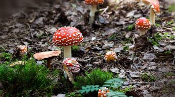 Фахівці радять збирати та їсти лише ті гриби, про властивості яких вам відомо. Фото pexels