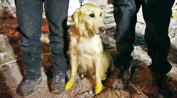 Турецький пес-рятувальник поранив під час роботи усі чотири лапи, але продовжує працювати.