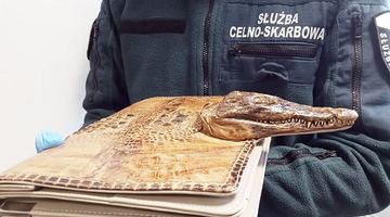 Та сама сумочка зі шкіри алігатора. Янукович зі своїми мештами зі шкіри страуса сховається... Фото Facebook.
