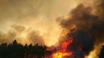 На Миколаївщині вигоріло 80 га лісу