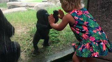 Дитинча горили зіграло в "ладушки" з дівчинкою