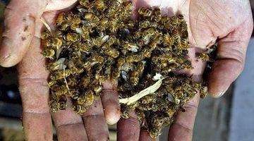 На уражених хімічним препаратом пасіках знайшли мільйони мертвих бджіл