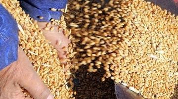 Туреччина купує у росії вкрадене українське зерно, - посол України