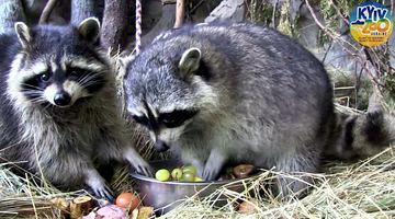 А ці симпатяги-єноти перед зимою ласують вітамінними гронами винограду...