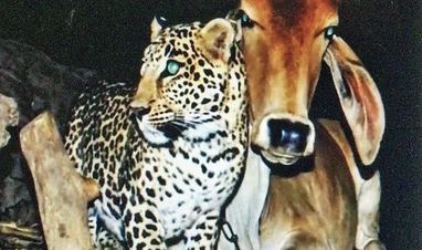 Корова годувала своїм молоком… леопарда