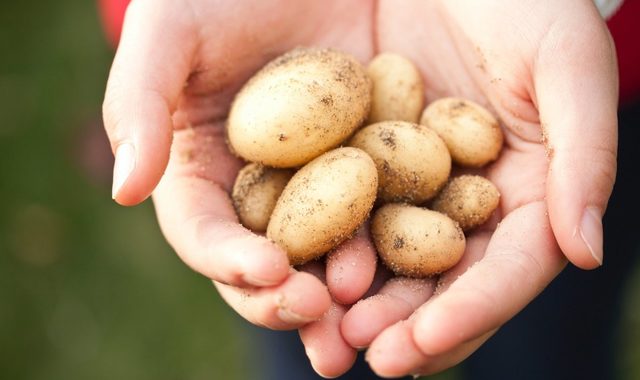 Ароматна молода картопля