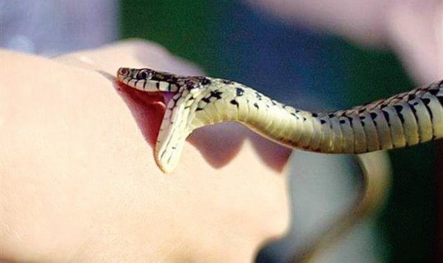 Укус змії: як уберегтися, що робити, а чого не слід!