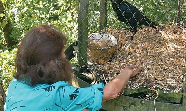 Своїй господині крук зізнається у коханні: «О'кей, Люба! Ай лав ю!»