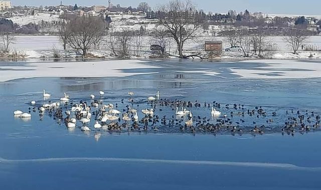 Мороз подружив лебедів і диких качок