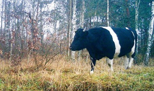 Чорнобильським коровам пастуха не треба