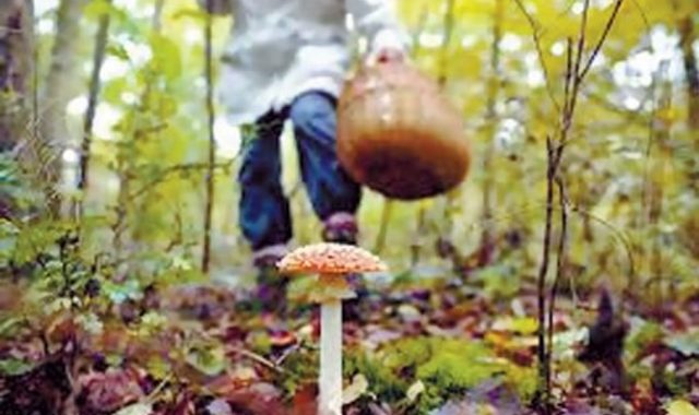 Отруєння грибами