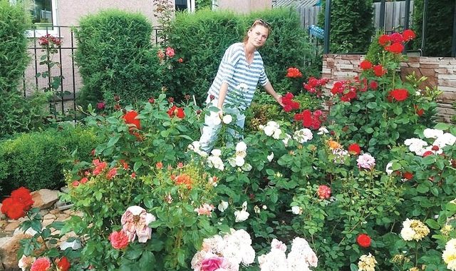Наталія Ричкова вирощує 230 сортів троянд
