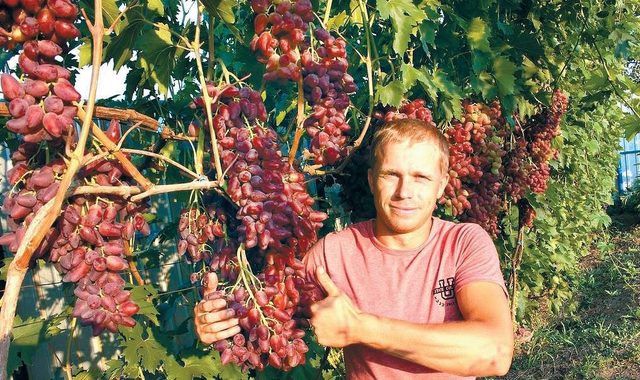 Виноградне багатство Дмитра Ткаченка