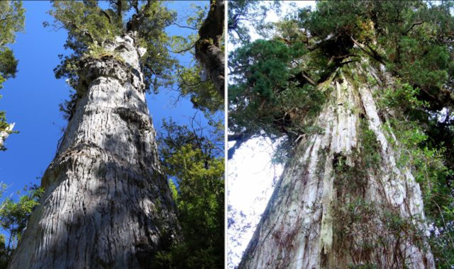 Найстарішому дереву на планеті... 5484 роки!