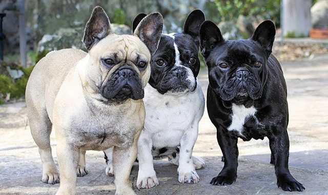 Найпопулярніша порода собак у США — французький бульдог