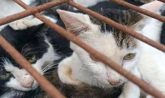 У Китаї врятували тисячу котів, яких везли на… бійню