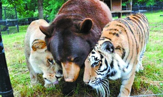 Ведмідь, лев і тигр стали нерозлучними друзями