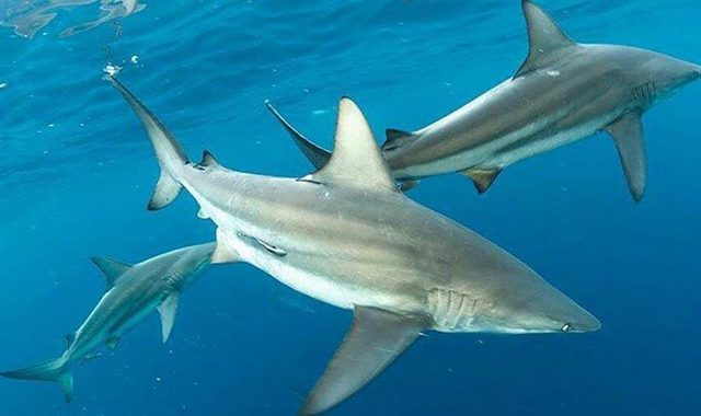 На Карибах — акули «під кайфом»