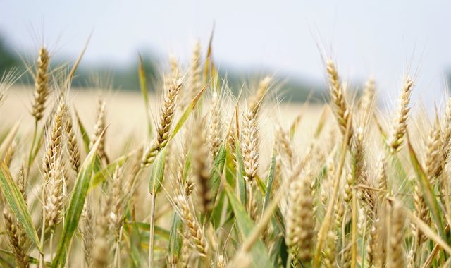 Під час продажу пшениці Україну грабують двічі: розслідування