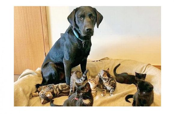 Лабрадорка Берті стала мамою для семи кошенят