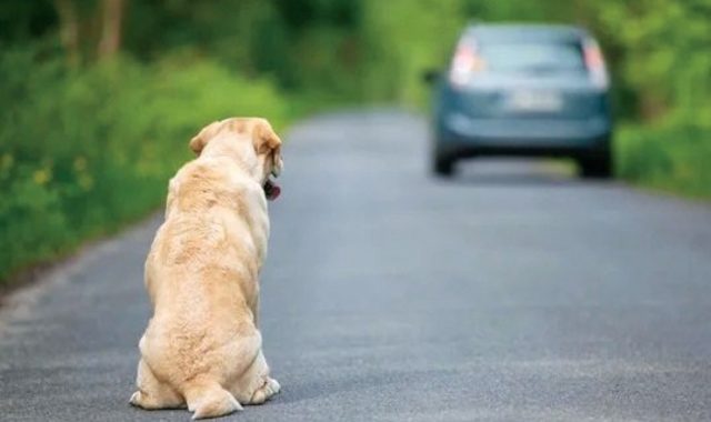 У селі Болотні є свій Хатіко…