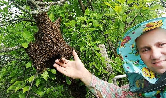 Сільський староста за весну зловив… 14 бджолиних роїв