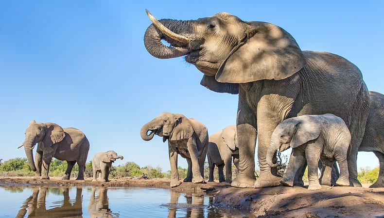 Як встановили вчені, висока опірність слонів до раку пов&amp;#039;язана з тим, що ці тварини мають аж 40 копій гена P53, відомого як «охоронець геному». Фото science.org