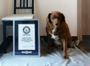 30-річного Бобі офіційно внесли до Книги рекордів Гіннеса, як найстарішого собаку