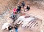 Чоловік знайшов на подвірʼї рештки найбільшого в Європі динозавра