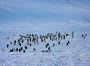 Полярники станції «Вернадського» показали нових пінгвінів