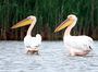Екзотичні пелікани вподобали Золоту Липу