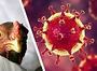 У Штатах в яловичому м’ясі знайшли вірус пташиного грипу