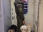 У Києві військового із собакою не впустили у вагон