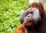 У Малайзії започаткують «дипломатію орангутанів»