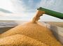 рф вкрала в Україні пшениці на щонайменше мільярд доларів, — ЗМІ