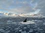 Біля Національного антарктичного наукового центру помітили аномально багато морських котиків (ФОТО)